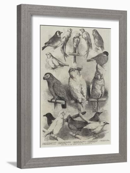 Prize Birds at the Crystal Palace Show-Harrison William Weir-Framed Giclee Print