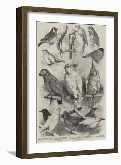 Prize Birds at the Crystal Palace Show-Harrison William Weir-Framed Giclee Print