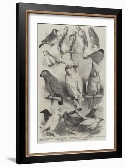 Prize Birds at the Crystal Palace Show-Harrison William Weir-Framed Giclee Print