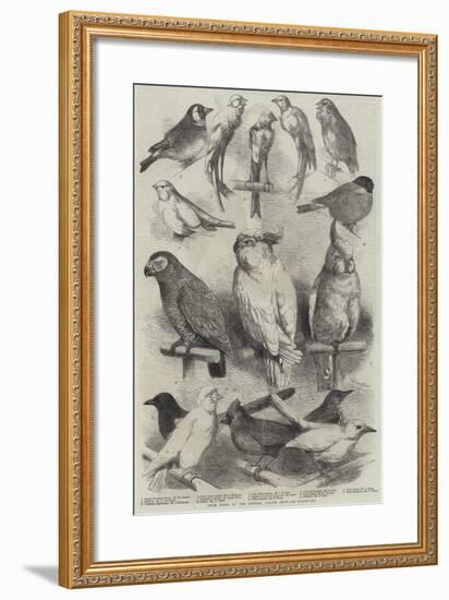 Prize Birds at the Crystal Palace Show-Harrison William Weir-Framed Giclee Print