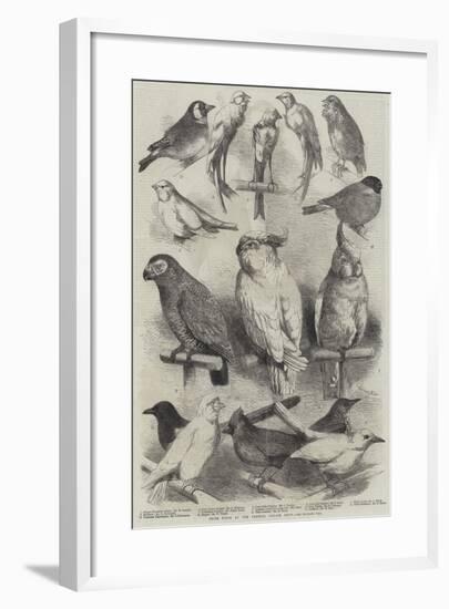 Prize Birds at the Crystal Palace Show-Harrison William Weir-Framed Giclee Print