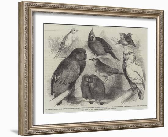 Prize Birds at the Crystal Palace Show-Harrison William Weir-Framed Giclee Print