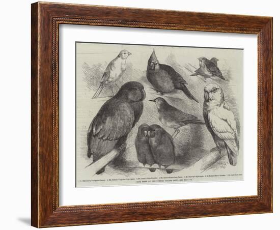 Prize Birds at the Crystal Palace Show-Harrison William Weir-Framed Giclee Print