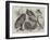 Prize Birds at the Crystal Palace Show-Harrison William Weir-Framed Giclee Print