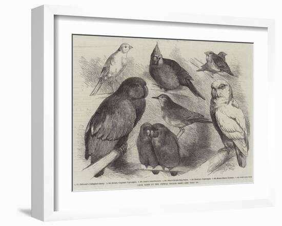 Prize Birds at the Crystal Palace Show-Harrison William Weir-Framed Giclee Print