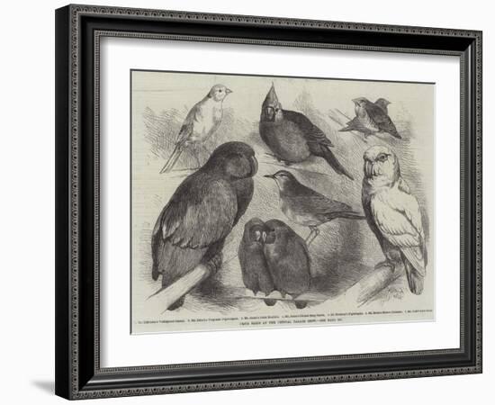 Prize Birds at the Crystal Palace Show-Harrison William Weir-Framed Giclee Print