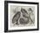 Prize Birds at the Crystal Palace Show-Harrison William Weir-Framed Giclee Print