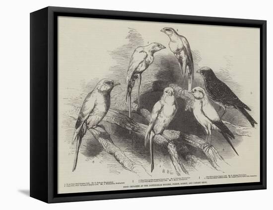 Prize Canaries at the Nottingham Poultry, Pigeon, Rabbit, and Canary Show-Harrison William Weir-Framed Premier Image Canvas