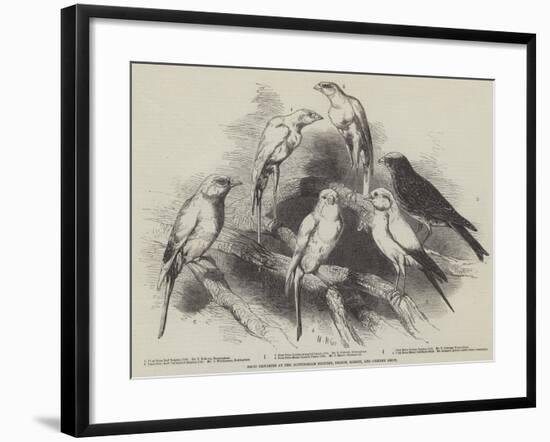 Prize Canaries at the Nottingham Poultry, Pigeon, Rabbit, and Canary Show-Harrison William Weir-Framed Giclee Print