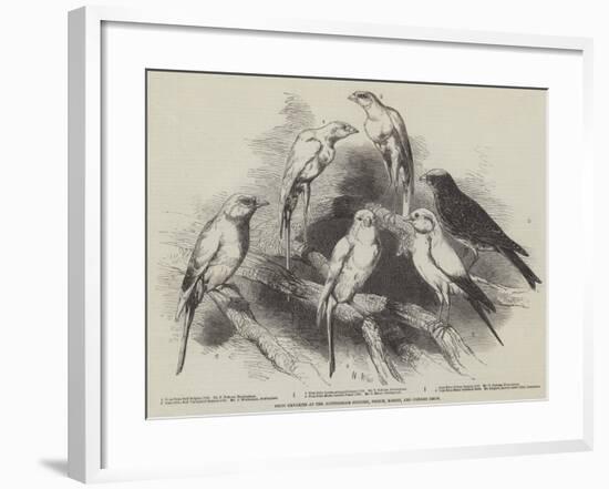 Prize Canaries at the Nottingham Poultry, Pigeon, Rabbit, and Canary Show-Harrison William Weir-Framed Giclee Print