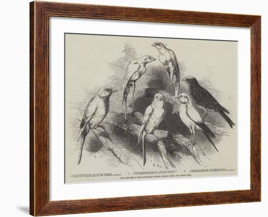 Prize Canaries at the Nottingham Poultry, Pigeon, Rabbit, and Canary Show-Harrison William Weir-Framed Giclee Print