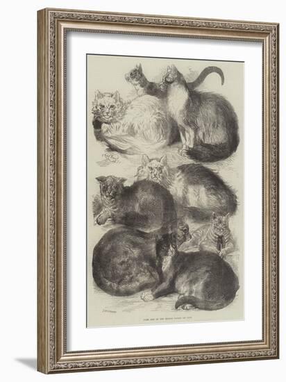 Prize Cats at the Crystal Palace Cat Show-Harrison William Weir-Framed Giclee Print