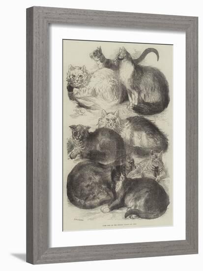 Prize Cats at the Crystal Palace Cat Show-Harrison William Weir-Framed Giclee Print