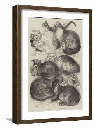 Prize Cats at the Crystal Palace Cat Show-Harrison William Weir-Framed Giclee Print