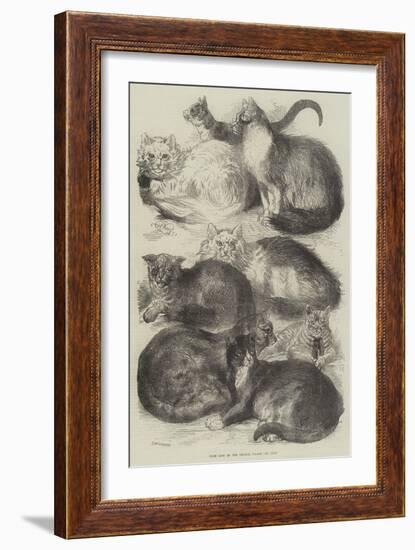 Prize Cats at the Crystal Palace Cat Show-Harrison William Weir-Framed Giclee Print