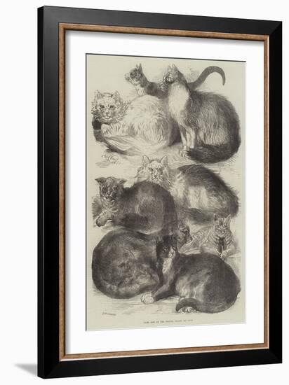 Prize Cats at the Crystal Palace Cat Show-Harrison William Weir-Framed Giclee Print