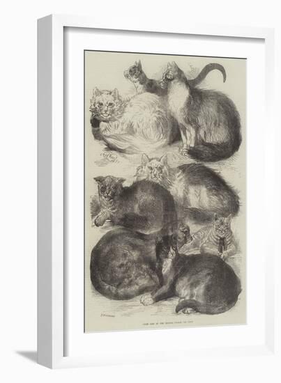 Prize Cats at the Crystal Palace Cat Show-Harrison William Weir-Framed Giclee Print