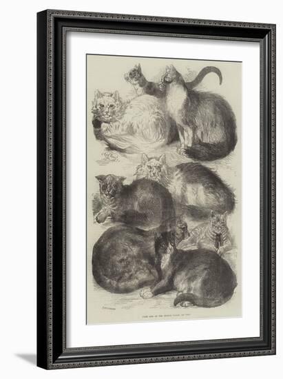 Prize Cats at the Crystal Palace Cat Show-Harrison William Weir-Framed Giclee Print