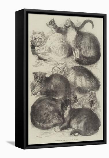 Prize Cats at the Crystal Palace Cat Show-Harrison William Weir-Framed Premier Image Canvas