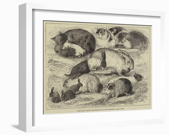 Prize Cats, Rabbits, and Guinea-Pigs, at the Alexandra Palace Show-null-Framed Giclee Print