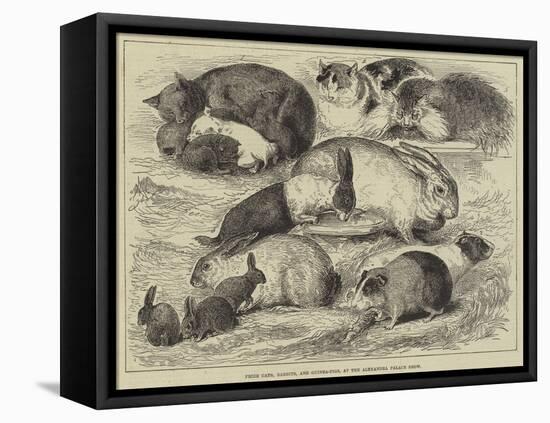 Prize Cats, Rabbits, and Guinea-Pigs, at the Alexandra Palace Show-null-Framed Premier Image Canvas