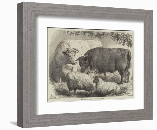 Prize Cattle and Sheep at the Smithfield Club Show-Samuel John Carter-Framed Giclee Print