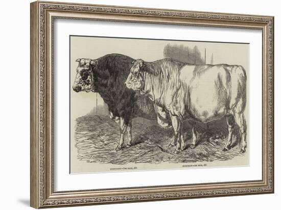 Prize Cattle at the Royal Agricultural Society's Show at Norwich-Harrison William Weir-Framed Giclee Print