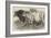 Prize Cattle at the Royal Agricultural Society's Show at Norwich-Harrison William Weir-Framed Giclee Print