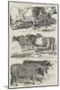 Prize Cattle at the Royal Agricultural Society's Show, at Windsor-Harrison William Weir-Mounted Giclee Print