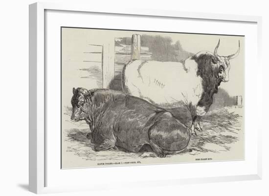 Prize Cattle at the Royal Agricultural Society's Show, at Windsor-Harrison William Weir-Framed Giclee Print