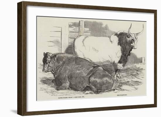 Prize Cattle at the Royal Agricultural Society's Show, at Windsor-Harrison William Weir-Framed Giclee Print