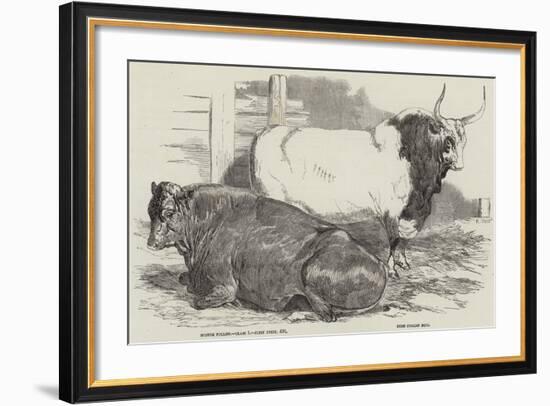 Prize Cattle at the Royal Agricultural Society's Show, at Windsor-Harrison William Weir-Framed Giclee Print