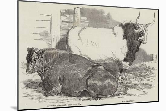 Prize Cattle at the Royal Agricultural Society's Show, at Windsor-Harrison William Weir-Mounted Giclee Print