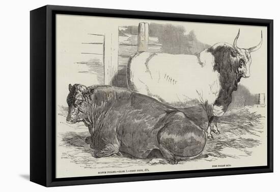 Prize Cattle at the Royal Agricultural Society's Show, at Windsor-Harrison William Weir-Framed Premier Image Canvas