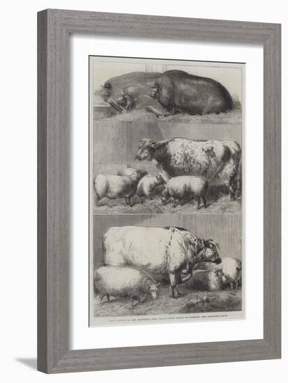 Prize Cattle at the Smithfield Club Cattle Show-Harrison William Weir-Framed Giclee Print