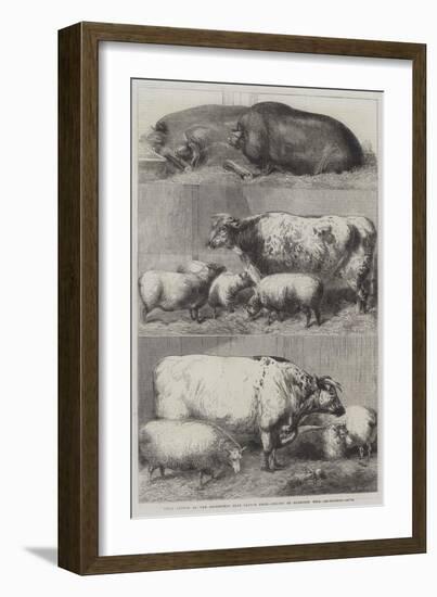 Prize Cattle at the Smithfield Club Cattle Show-Harrison William Weir-Framed Giclee Print