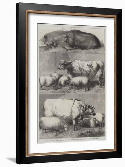 Prize Cattle at the Smithfield Club Cattle Show-Harrison William Weir-Framed Giclee Print