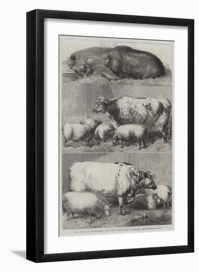 Prize Cattle at the Smithfield Club Cattle Show-Harrison William Weir-Framed Giclee Print