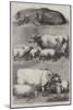 Prize Cattle at the Smithfield Club Cattle Show-Harrison William Weir-Mounted Giclee Print