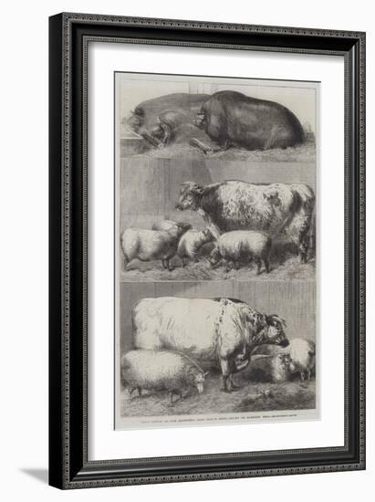 Prize Cattle at the Smithfield Club Cattle Show-Harrison William Weir-Framed Giclee Print