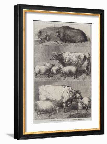 Prize Cattle at the Smithfield Club Cattle Show-Harrison William Weir-Framed Giclee Print