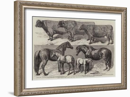 Prize Cattle, Etc, from the Royal Agricultural Show at Warwick-Harrison William Weir-Framed Giclee Print