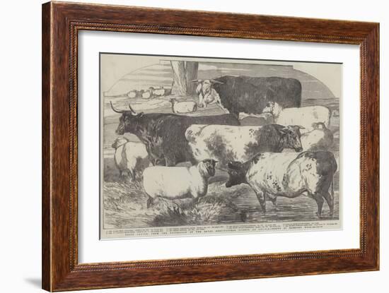 Prize Cattle, from the Exhibition of the Royal Agricultural Society, at Lincoln-Harrison William Weir-Framed Giclee Print