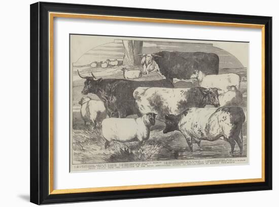 Prize Cattle, from the Exhibition of the Royal Agricultural Society, at Lincoln-Harrison William Weir-Framed Giclee Print