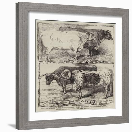 Prize Cattle from the Royal Agricultural Society's Show at Warwick-Harrison William Weir-Framed Giclee Print
