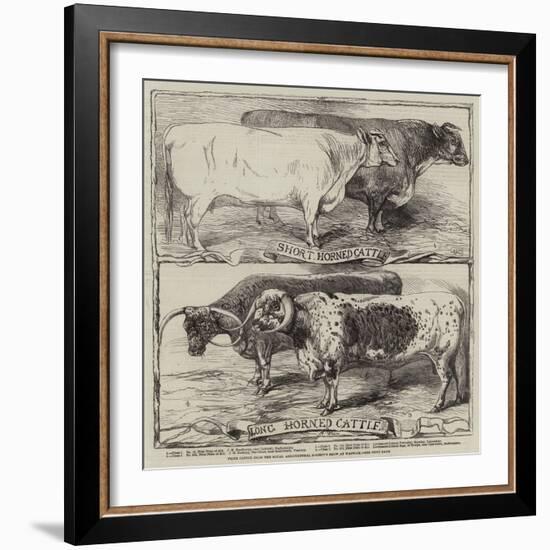 Prize Cattle from the Royal Agricultural Society's Show at Warwick-Harrison William Weir-Framed Giclee Print