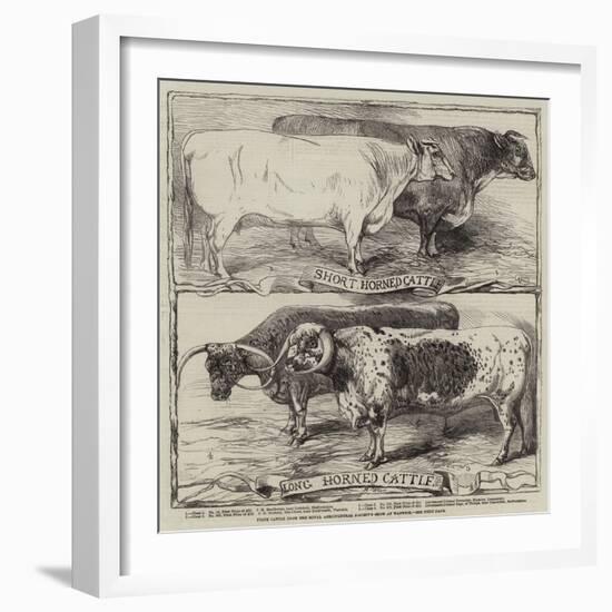 Prize Cattle from the Royal Agricultural Society's Show at Warwick-Harrison William Weir-Framed Giclee Print