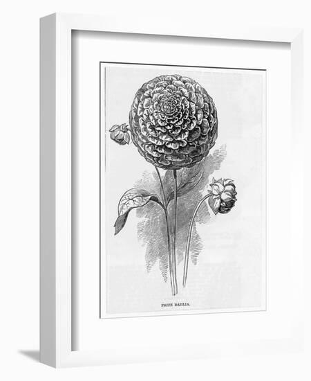 Prize Dahlia-null-Framed Art Print