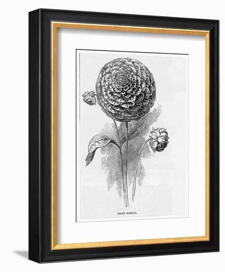 Prize Dahlia-null-Framed Art Print