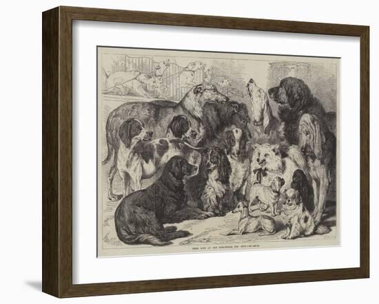 Prize Dogs at the Birmingham Dog Show-Samuel John Carter-Framed Giclee Print